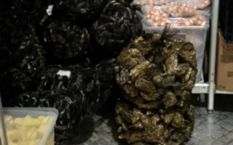 ostriche e cozze irregolari a cagliari