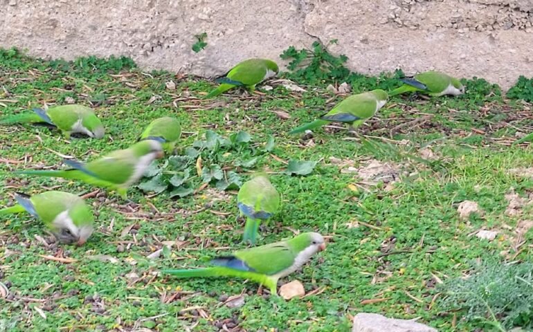 Pappagallini a Cagliari, foto Facebook