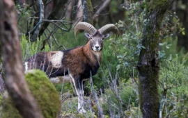 Associazioni sul piede di guerra contro il Rally di Cagliari, in programma nelle aree protette: “Fatelo altrove”