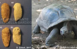 La Sardegna come la Galapagos, isola delle tartarughe giganti? Un piccolo fossile potrebbe “riscrivere” la storia del pleistocene