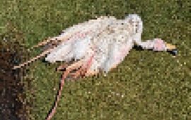 Carcassa di fenicottero abbandonata ad Assemini, preoccupazione tra i cittadini