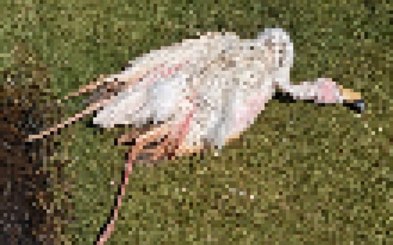 Un fenicottero morto