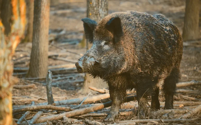Branco di cinghiali sulla 131: tragedia sfiorata nella notte a Campeda