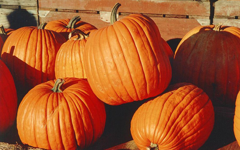 Come si dice zucca in sardo campidanese?