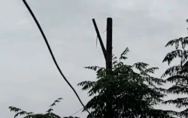 albero spaccato dal fulmine a san sperate