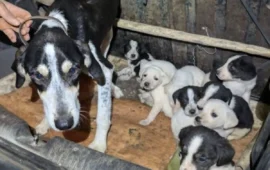 cagnetta abbandonata che ha appena partorito