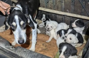 cagnetta abbandonata che ha appena partorito