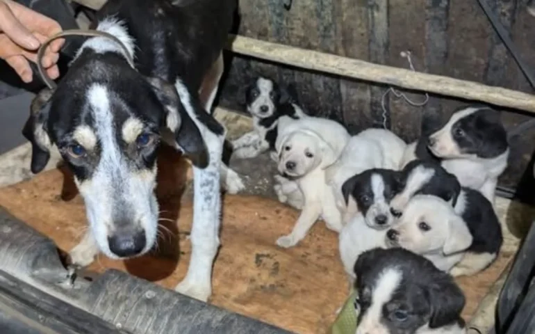 cagnetta abbandonata che ha appena partorito