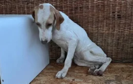 cagnetta da caccia abbandonata