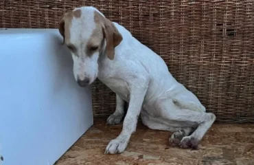 cagnetta da caccia abbandonata