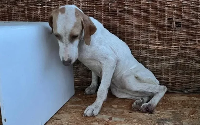 cagnetta da caccia abbandonata