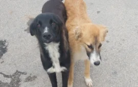 cagnette in cerca di casa