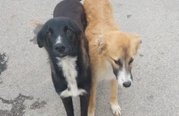 cagnette in cerca di casa