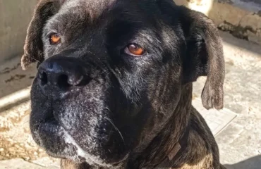 cagnolina abbandonata