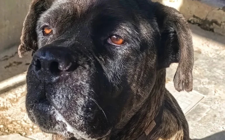 cagnolina abbandonata