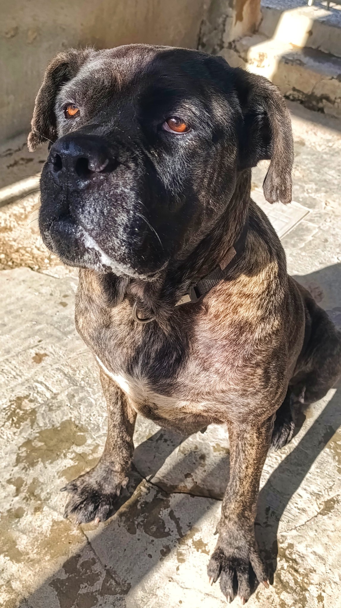 cagnolina abbandonata