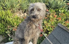 cagnolina maltrattata