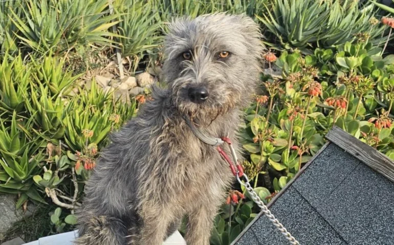 cagnolina maltrattata