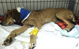 cagnolina maltrattata