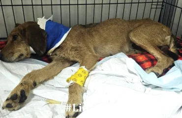 cagnolina maltrattata