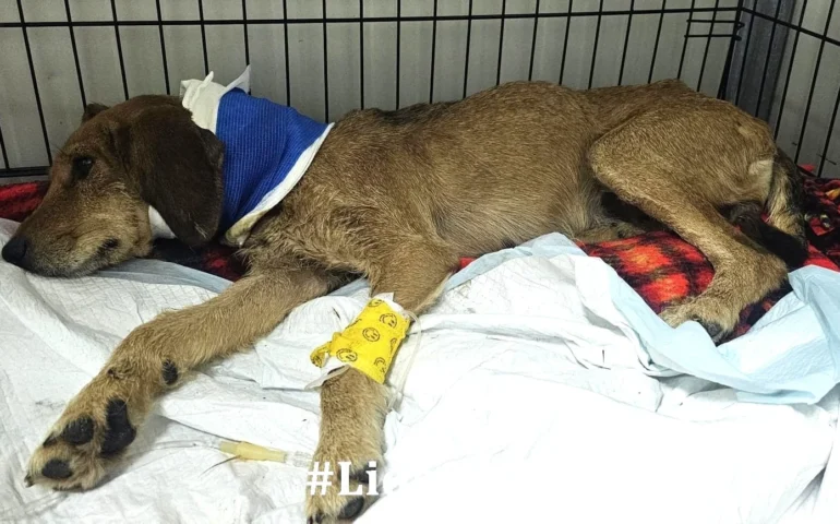 cagnolina maltrattata