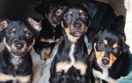 cagnolini in adozione