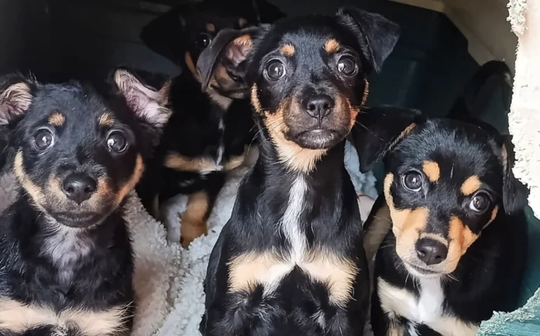 cagnolini in adozione