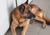 cane abbandonato