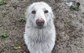 cane in cerca di adozione