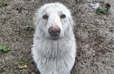 cane in cerca di adozione