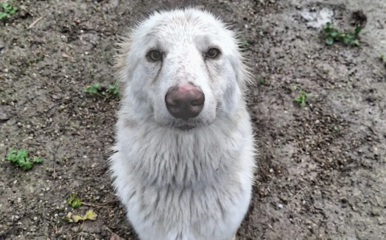 cane in cerca di adozione