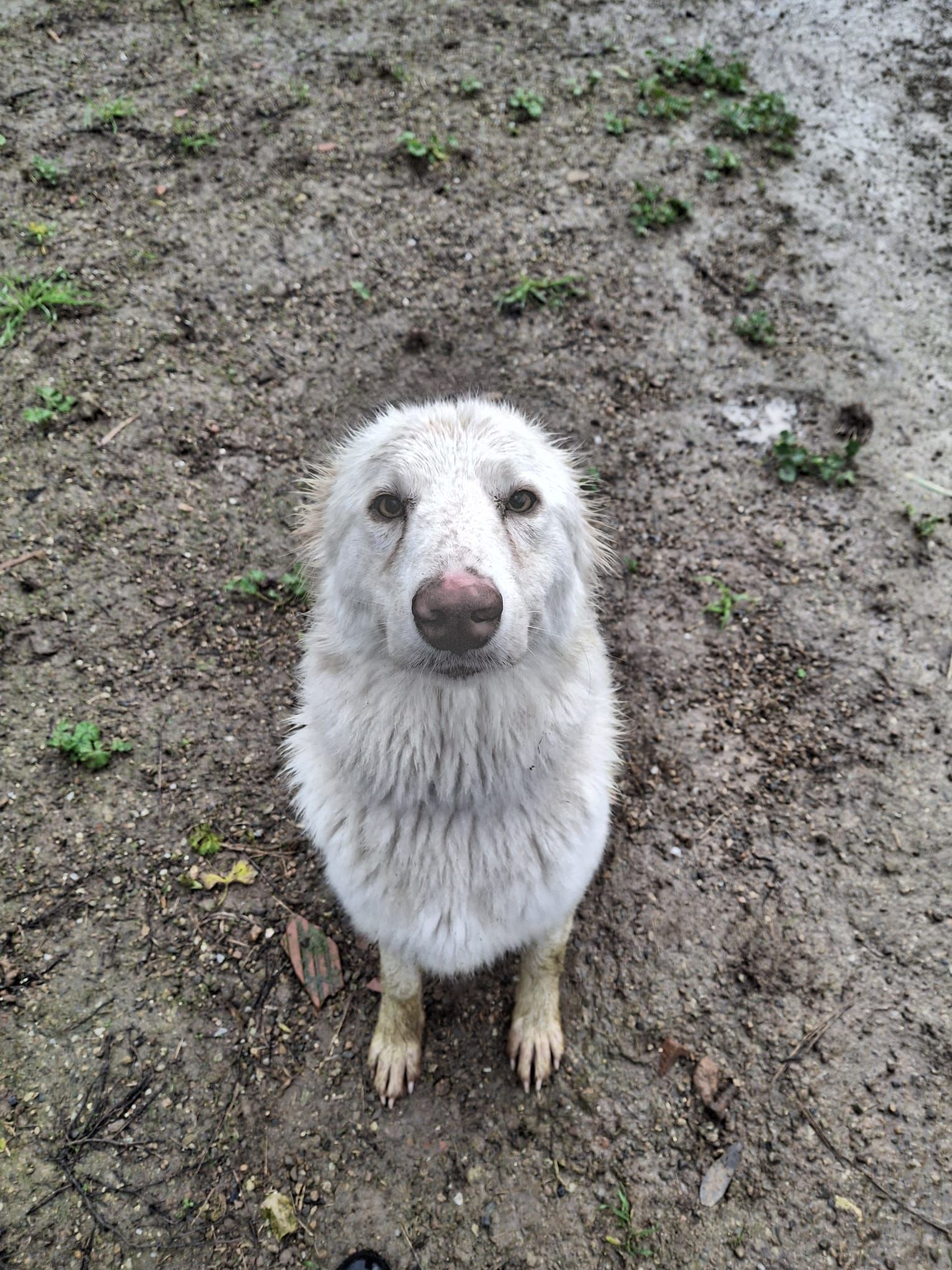 cane in cerca di adozione
