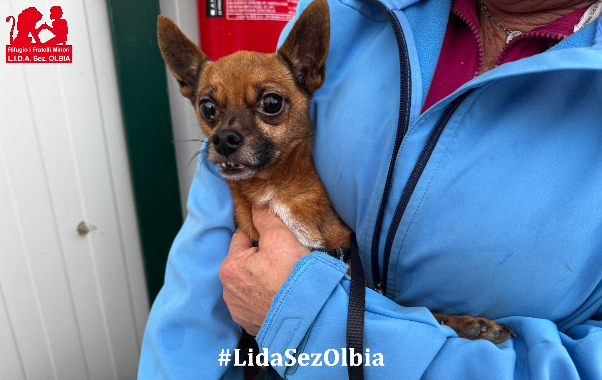 cane in cerca di casa