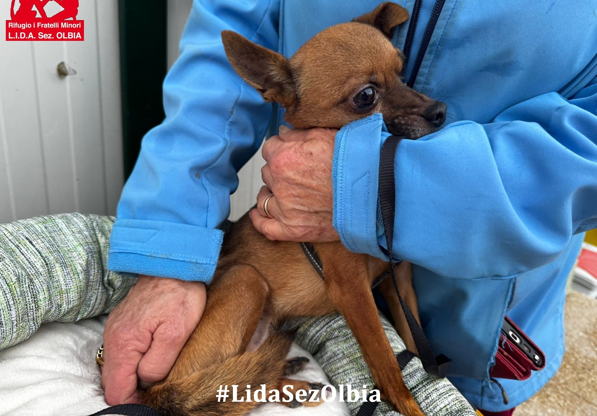 cane in cerca di casa