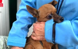 cane in cerca di casa