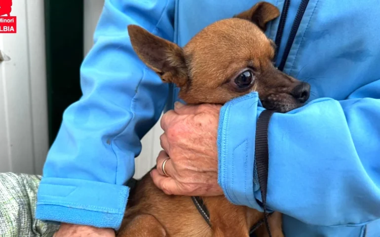 cane in cerca di casa