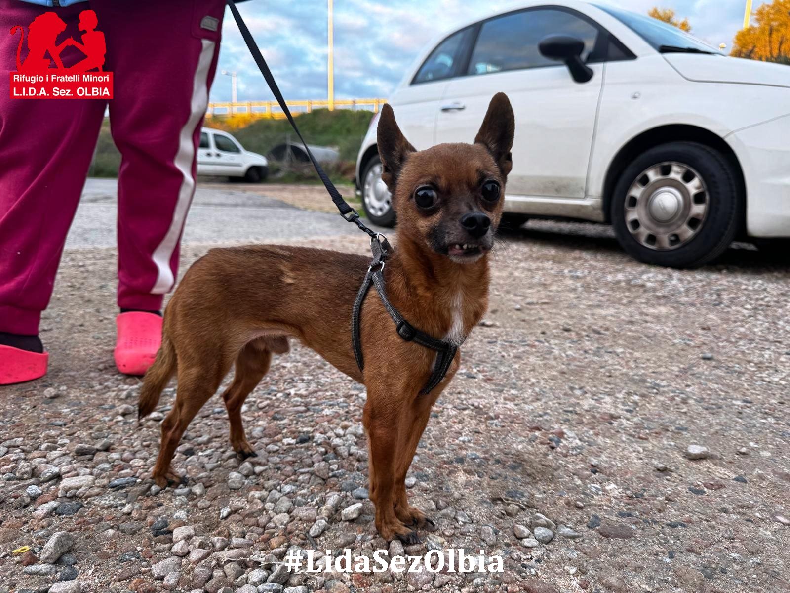 cane in cerca di casa