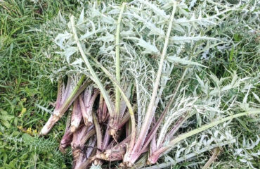 Cardi selvatici sardi