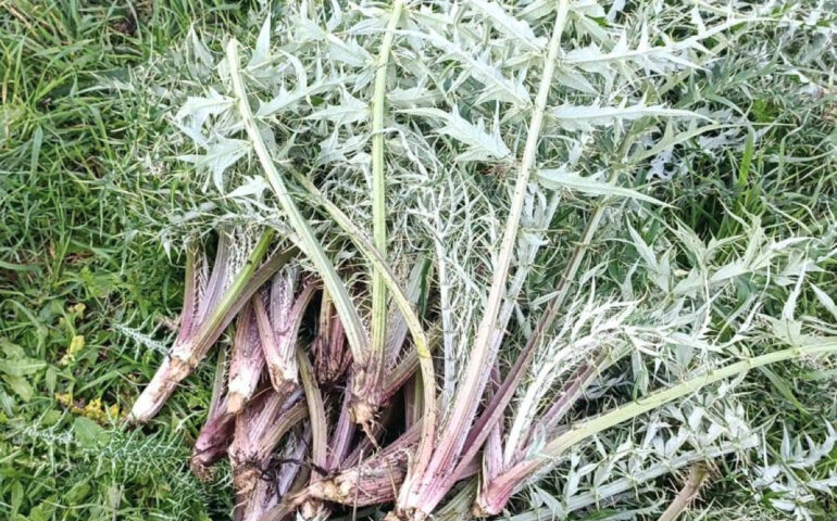 Cardi selvatici sardi