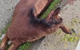 Tragedia a Ussana: cavalla gravida investita lungo la SS466, muoiono sia lei che il suo piccolo