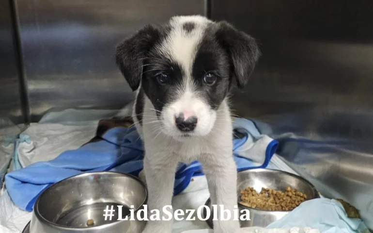 cucciola abbandonata