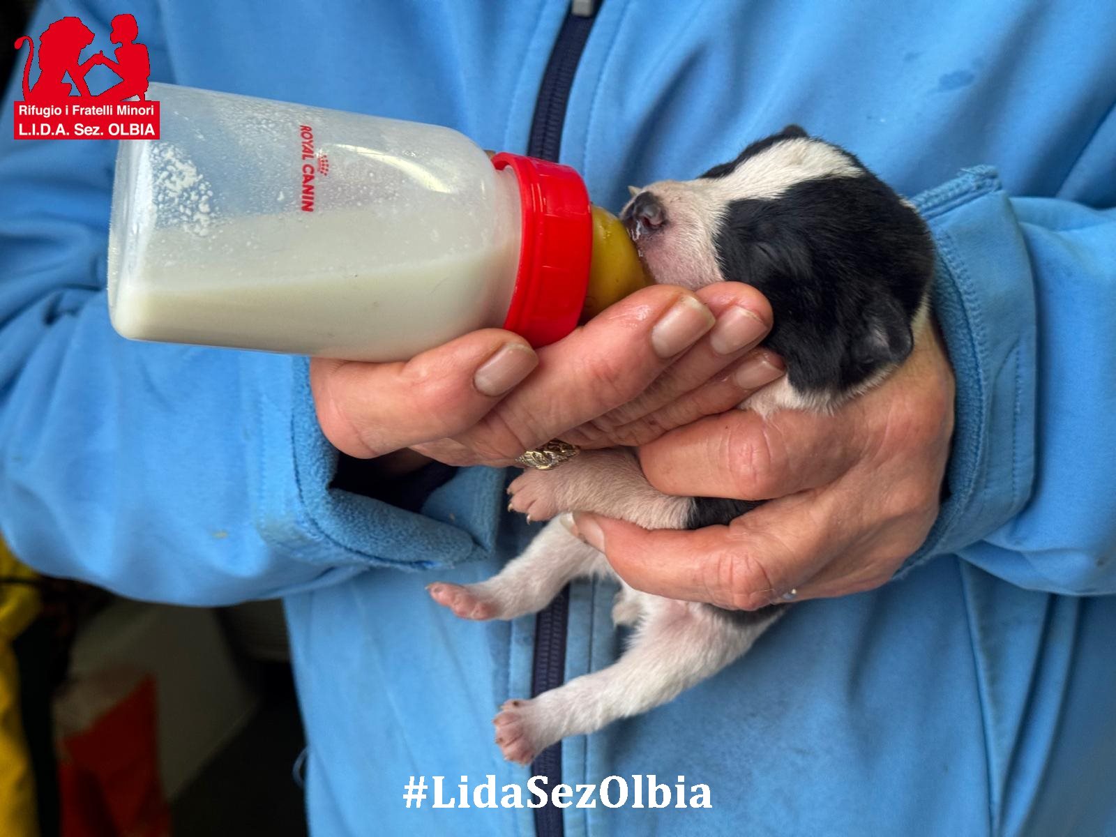 cuccioli abbandonati