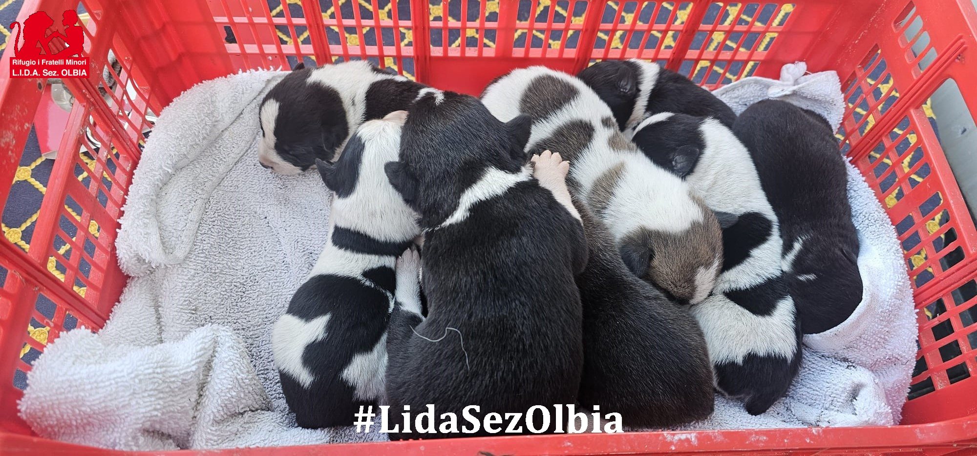 cuccioli abbandonati