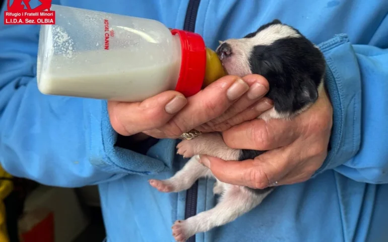 cuccioli abbandonati