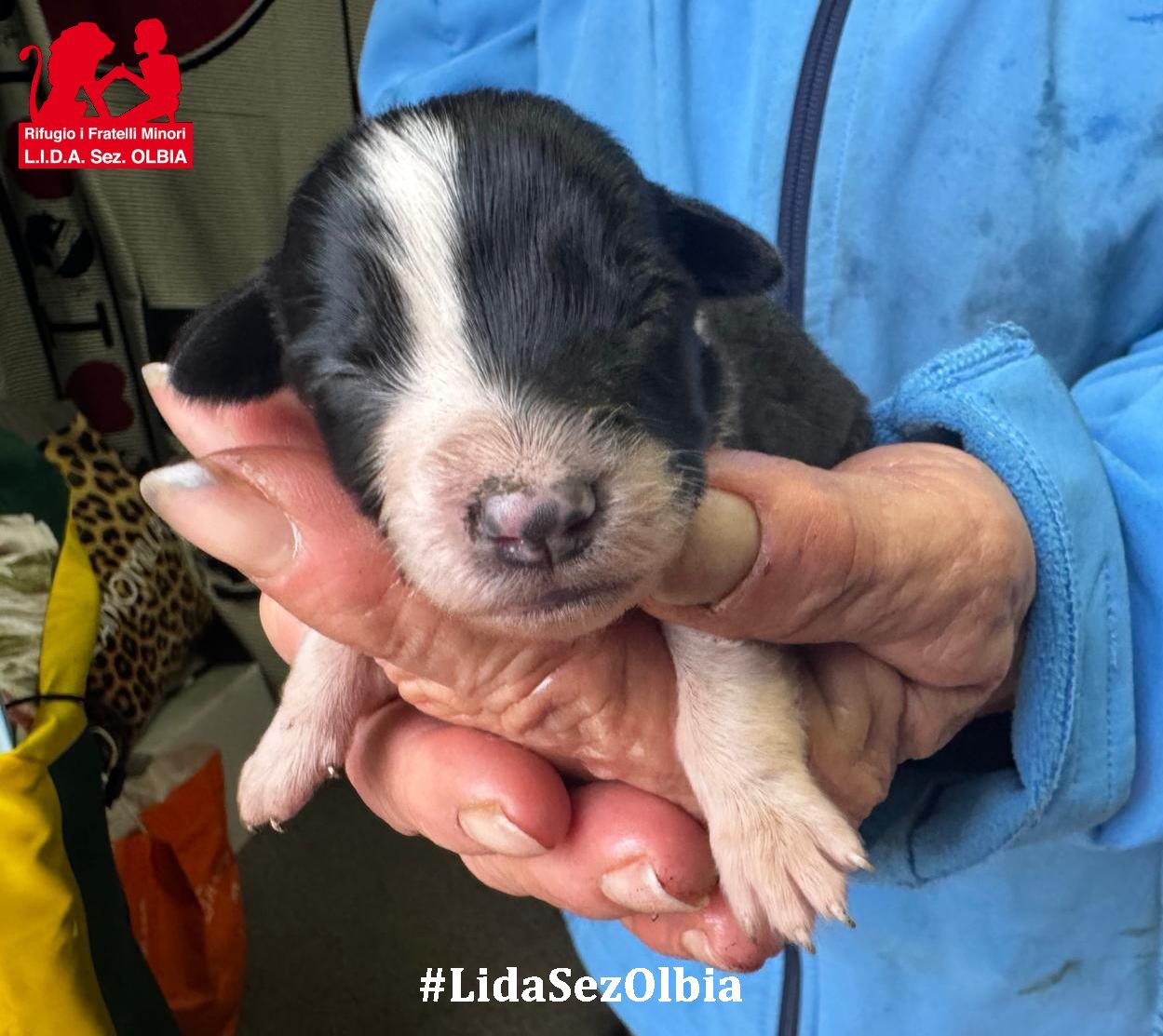 cuccioli abbandonati