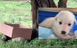 cucciolo abbandonato