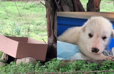 cucciolo abbandonato