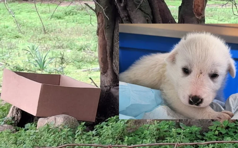 cucciolo abbandonato