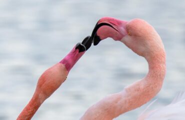 fenicotteri pH Manuela Fa