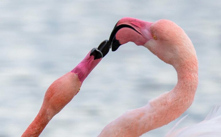 fenicotteri pH Manuela Fa